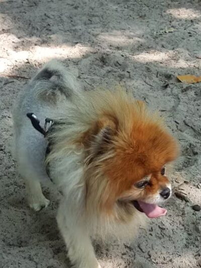 Dog Star Ranch - Muskegon,