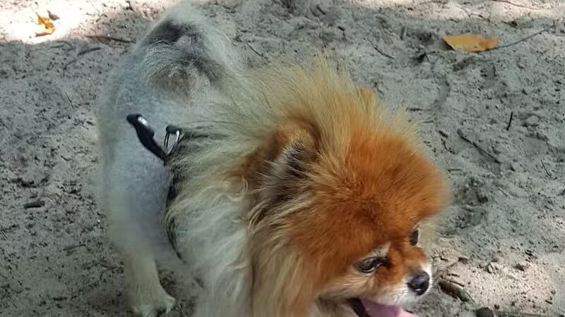 Dog Star Ranch - Muskegon,