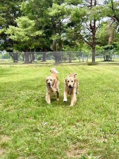 Dog Star Ranch - Muskegon,