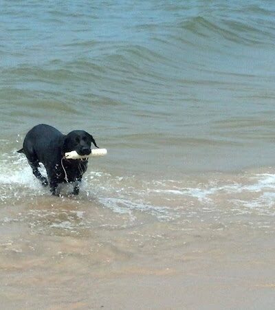 Kruse Park Dog Beach - Muskegon,