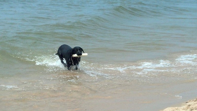 Kruse Park Dog Beach - Muskegon,