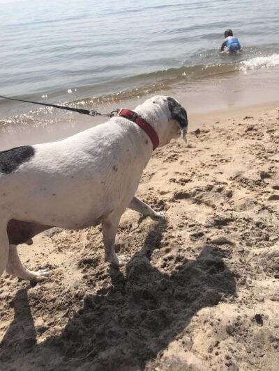 Kruse Park Dog Beach - Muskegon,