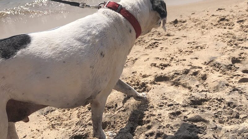 Kruse Park Dog Beach - Muskegon,