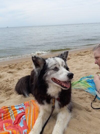 Kruse Park Dog Beach - Muskegon,