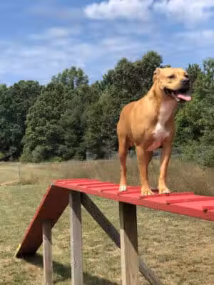 Dog Star Ranch - Muskegon,