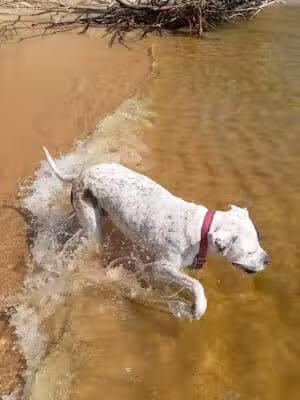 Kruse Park Dog Beach - Muskegon,
