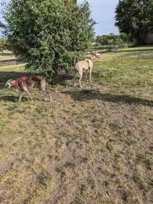 Muskegon Petsafe Dog Park - Muskegon,