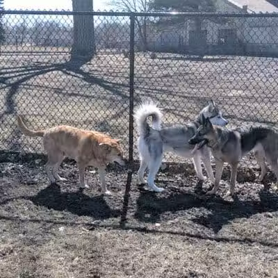 Muskegon Petsafe Dog Park - Muskegon,
