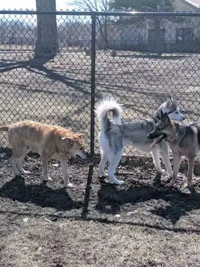 Muskegon Petsafe Dog Park - Muskegon,