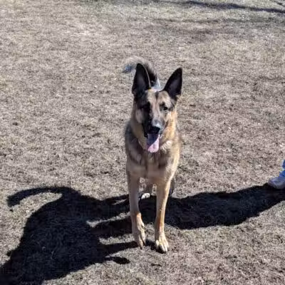 Muskegon Petsafe Dog Park - Muskegon,