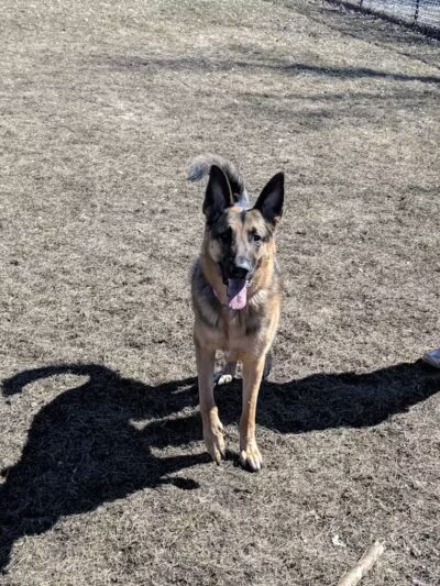 Muskegon Petsafe Dog Park - Muskegon,