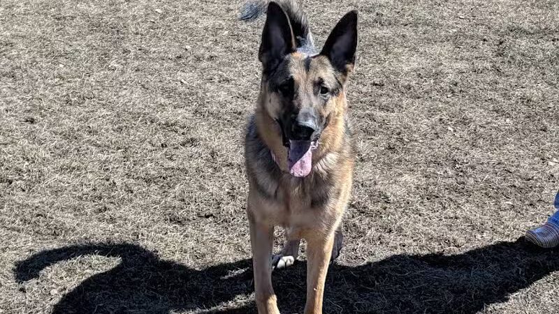 Muskegon Petsafe Dog Park - Muskegon,