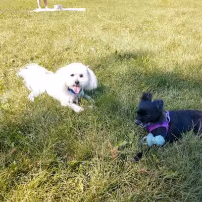 Muskegon Petsafe Dog Park - Muskegon,