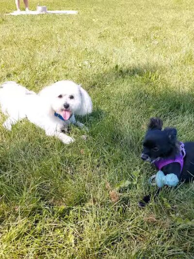 Muskegon Petsafe Dog Park - Muskegon,