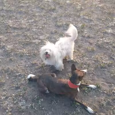 Muskegon Petsafe Dog Park - Muskegon,