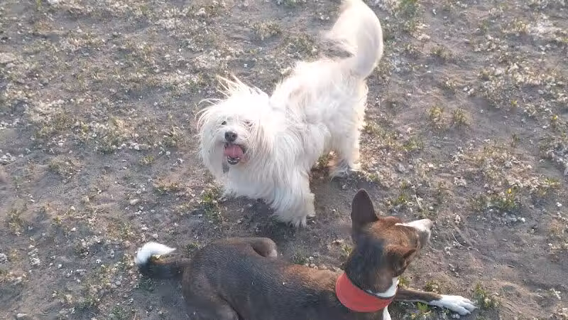 Muskegon Petsafe Dog Park - Muskegon,