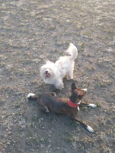 Muskegon Petsafe Dog Park - Muskegon,