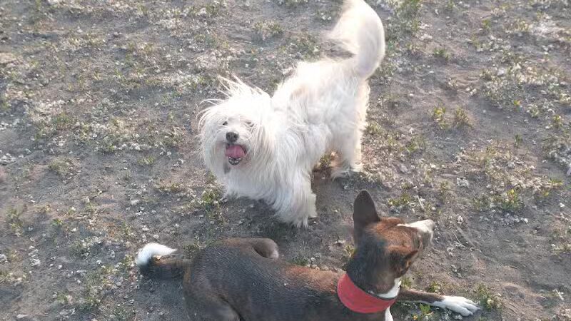 Muskegon Petsafe Dog Park - Muskegon,