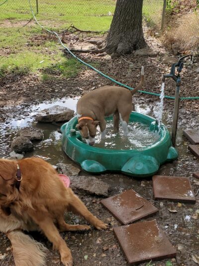 Mustang Dog Park - Mustang, OK
