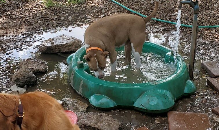 Mustang Dog Park - Mustang, OK