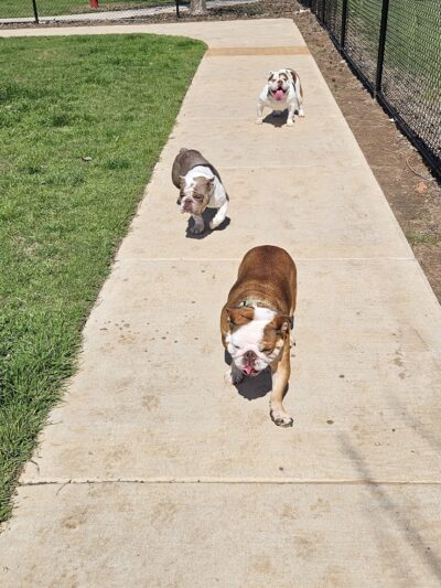 Mustang Dog Park - Mustang, OK