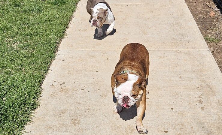 Mustang Dog Park - Mustang, OK