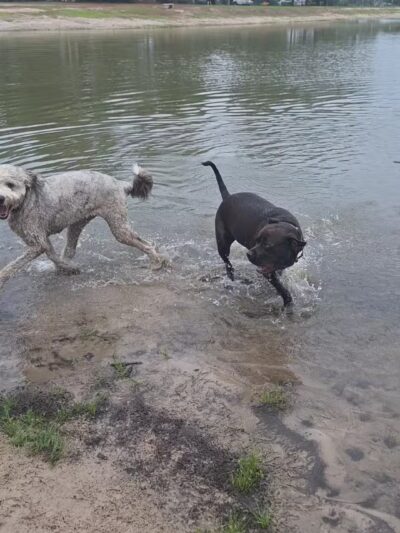 Barc Parc South - Myrtle Beach, SC