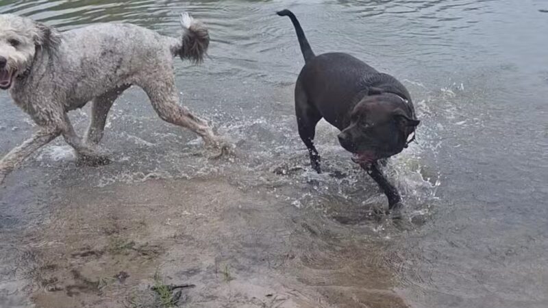 Barc Parc South - Myrtle Beach, SC