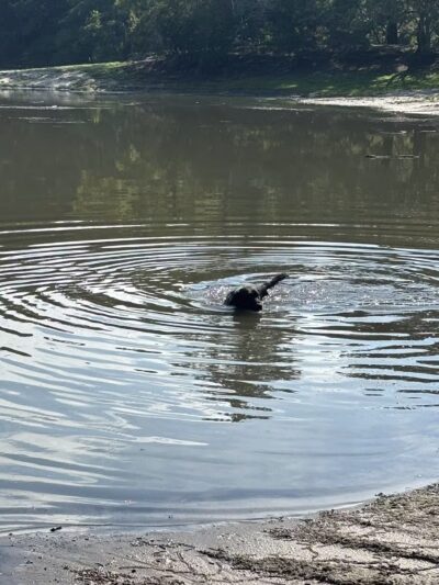 Barc Parc South - Myrtle Beach, SC