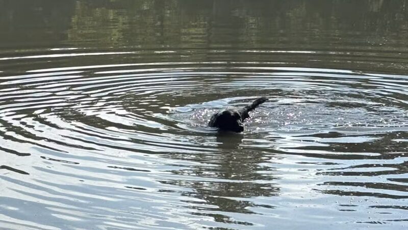 Barc Parc South - Myrtle Beach, SC