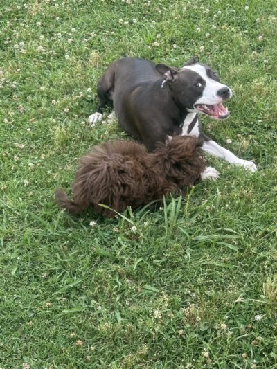 Myrtle Beach Barc Parc North - Myrtle Beach, SC