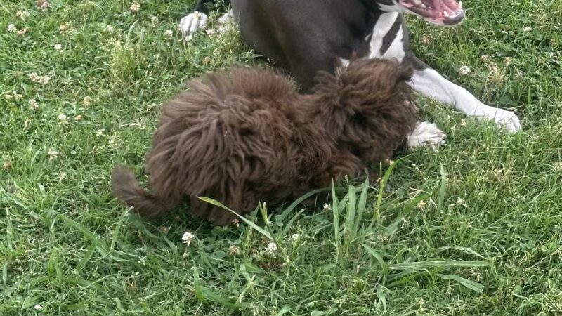 Myrtle Beach Barc Parc North - Myrtle Beach, SC