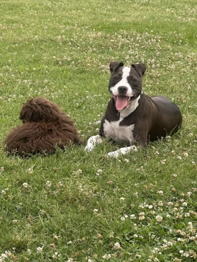 Myrtle Beach Barc Parc North - Myrtle Beach, SC