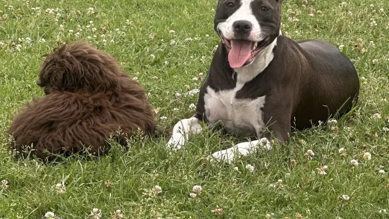 Myrtle Beach Barc Parc North - Myrtle Beach, SC