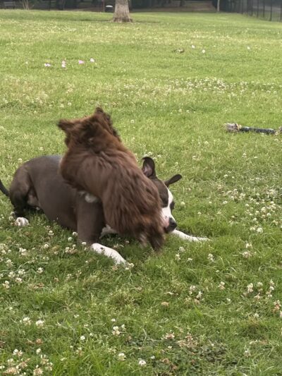 Myrtle Beach Barc Parc North - Myrtle Beach, SC