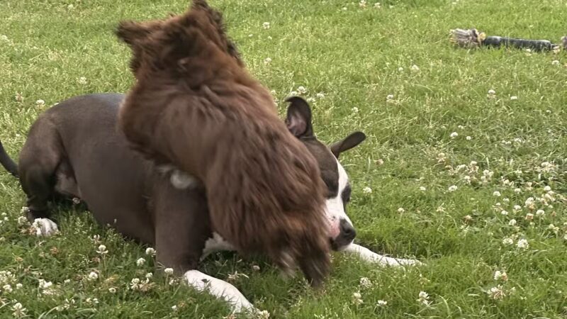 Myrtle Beach Barc Parc North - Myrtle Beach, SC