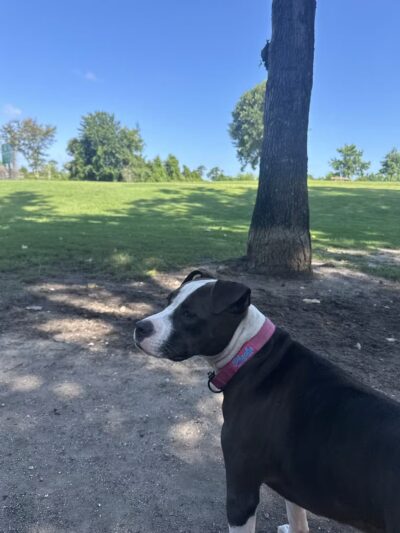 Myrtle Beach Barc Parc North - Myrtle Beach, SC