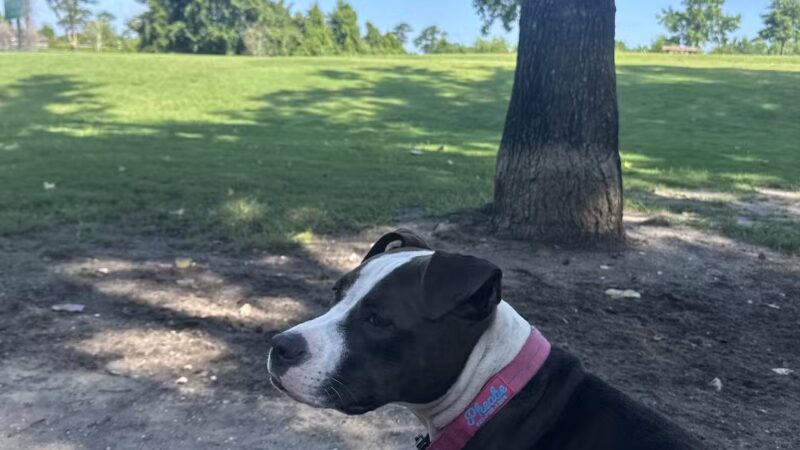 Myrtle Beach Barc Parc North - Myrtle Beach, SC