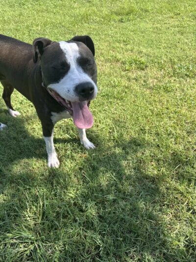 Myrtle Beach Barc Parc North - Myrtle Beach, SC