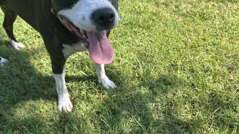 Myrtle Beach Barc Parc North - Myrtle Beach, SC