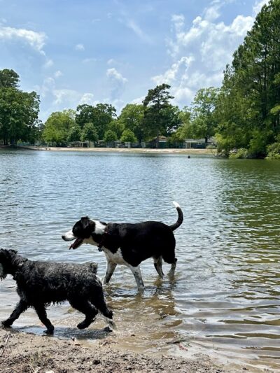 Barc Parc South - Myrtle Beach, SC