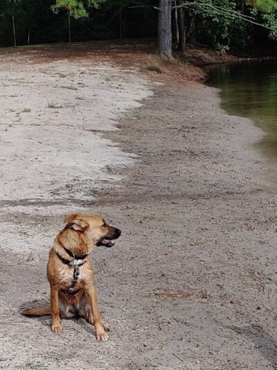 Barc Parc South - Myrtle Beach, SC