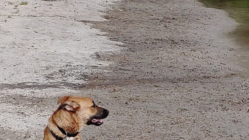 Barc Parc South - Myrtle Beach, SC