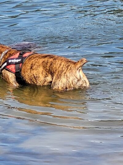 Barc Parc South - Myrtle Beach, SC