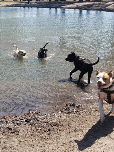 Barc Parc South - Myrtle Beach, SC