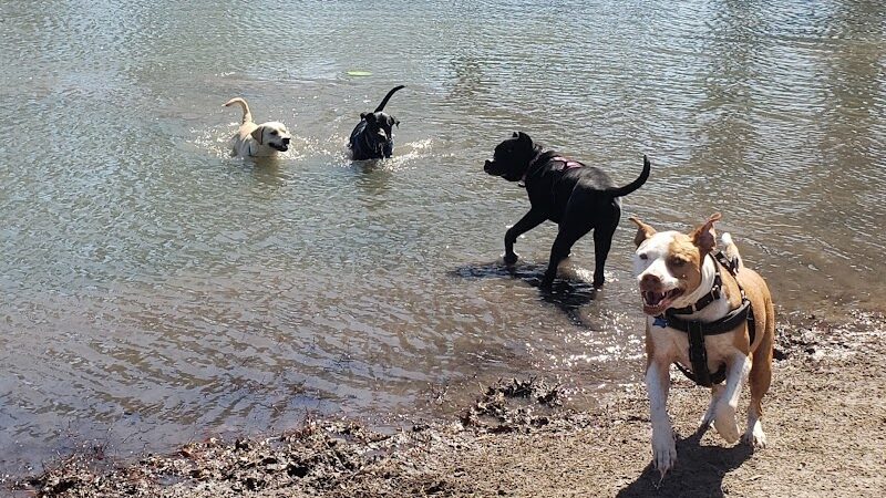 Barc Parc South - Myrtle Beach, SC