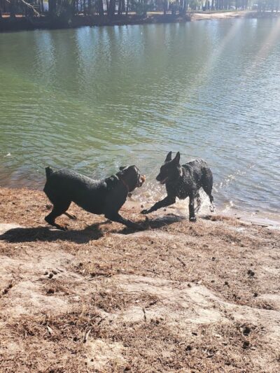 Barc Parc South - Myrtle Beach, SC