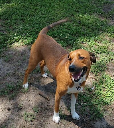 Myrtle Beach Barc Parc North - Myrtle Beach, SC