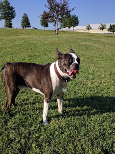 Myrtle Beach Barc Parc North - Myrtle Beach, SC