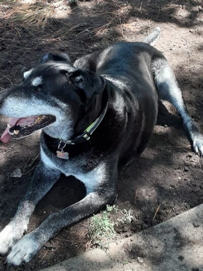 Myrtle Beach Barc Parc North - Myrtle Beach, SC